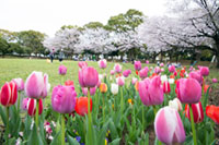 入船公園の桜の写真