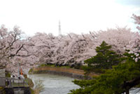常西用水プロムナードの桜の写真