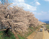 勝山弁天桜の写真