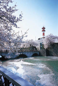 福井城址の桜の写真