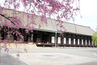 三十三間堂の桜の写真