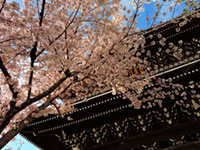 金戒光明寺の桜の写真