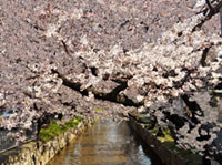 玉串川の桜並木の写真