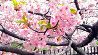 淀水路の河津桜の写真