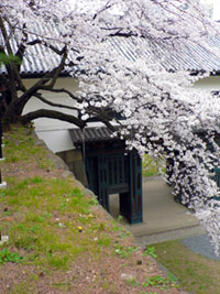 北の丸公園の桜の写真
