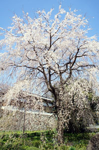 東郷寺の桜の写真