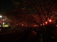 麻生川の桜の写真