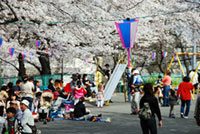 南郷公園の桜の写真