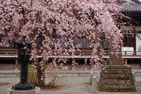 本覚寺の桜の写真