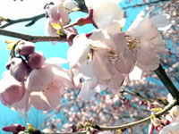 蘆花恒春園（芦花公園）の桜の写真