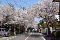 鎌倉山桜並木の写真