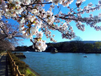長岡天満宮 八条ヶ池の桜の写真