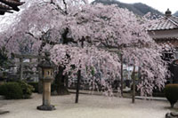 永大院の桜の写真