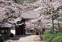 東光寺の桜の写真