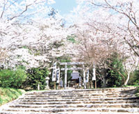 木戸神社の桜の写真