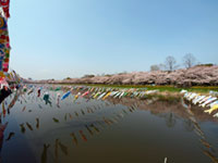 鶴生田川の桜の写真
