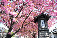 白井宿沿いの八重桜の写真