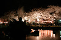 高崎公園の桜の写真