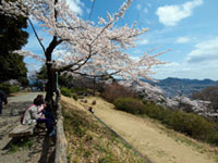 水道山公園の桜の写真
