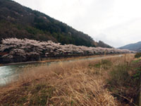 栗原川河畔の桜の写真