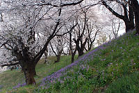総社二子山古墳の桜の写真