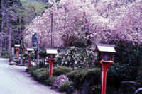 三方石観世音の桜の写真