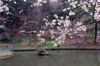 芦山公園の桜の写真