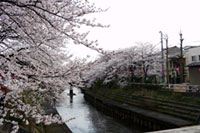 いたち川公園の桜の写真