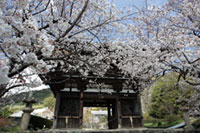 長保寺の桜の写真