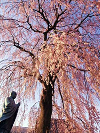 伝法寺の桜の写真