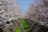 会下谷川桜並木の写真
