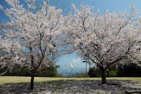 とっとり花回廊の桜の写真