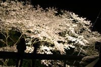 浦代峠の桜の写真