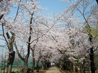 鎌ケ谷市制記念公園の桜写真１