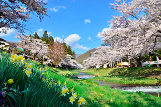 観音寺川の桜写真１