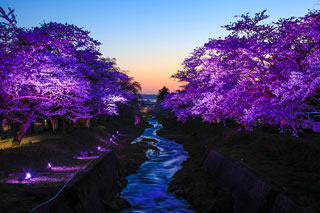 観音寺川の桜写真２