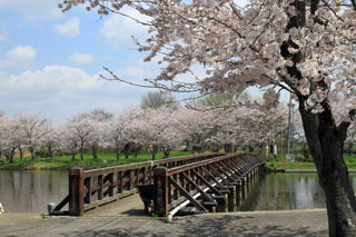 吉野公園の桜写真１