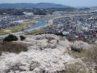 船岡城址公園の桜写真1