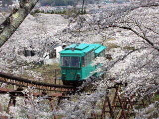 船岡城址公園の桜写真2