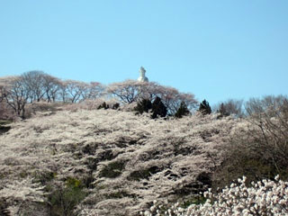 船岡城址公園の桜の写真3