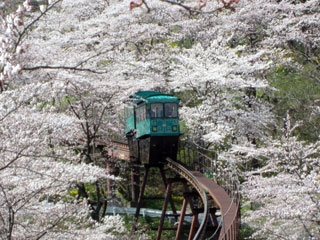 船岡城址公園の桜の写真4