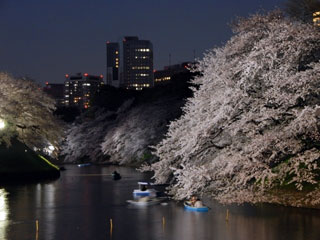 千鳥ケ淵緑道の桜写真1