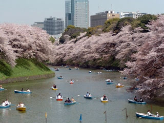 千鳥ケ淵緑道の桜写真2