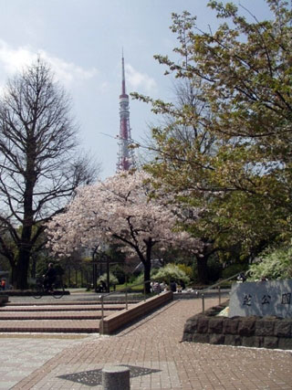 芝公園の桜写真1