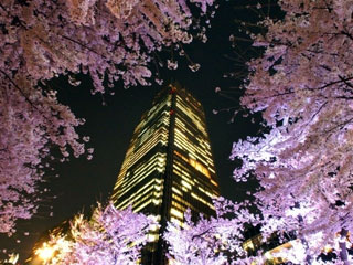 東京ミッドタウンの桜写真2