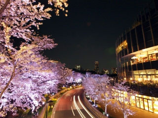 東京ミッドタウンの桜の写真3