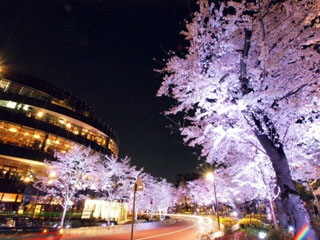 東京ミッドタウンの桜の写真4