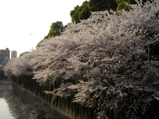 江戸川公園の桜写真1