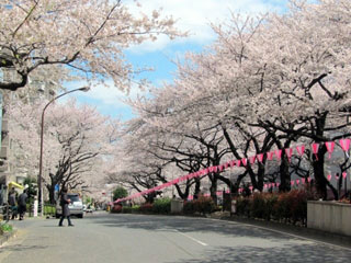播磨坂さくら並木の桜写真1