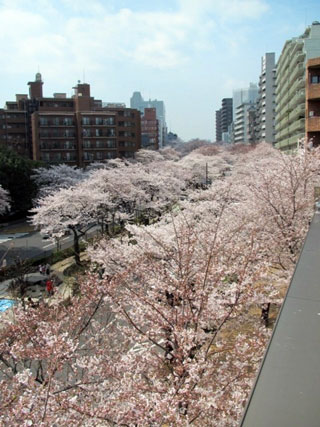 播磨坂さくら並木の桜写真2